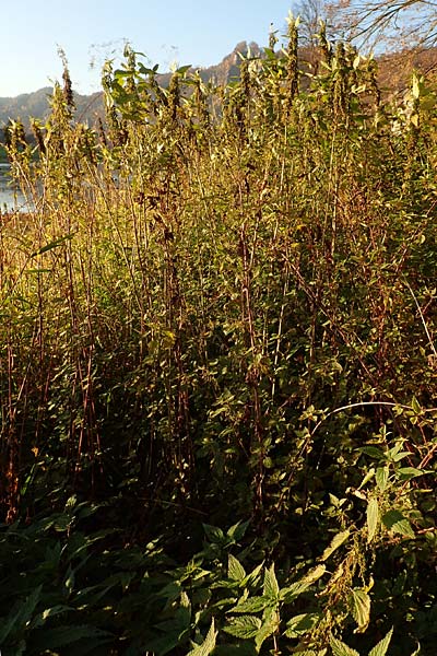 Urtica dioica \ Brenn-Nessel / Nettle, D Sachsen, Rathen an der Elbe 2.11.2015