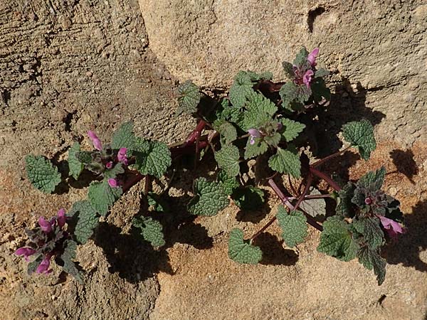Lamium purpureum \ Rote Taubnessel / Red Dead-Nettle, D Neuleiningen 13.3.2020