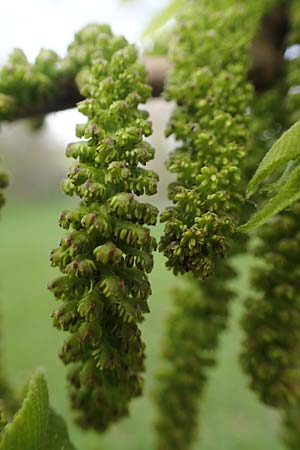 Juglans cinerea / Butter Nut, White Walnut, D Mannheim 21.4.2021