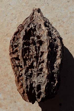 Juglans cinerea / Butter Nut, White Walnut, D Mannheim 22.4.2021