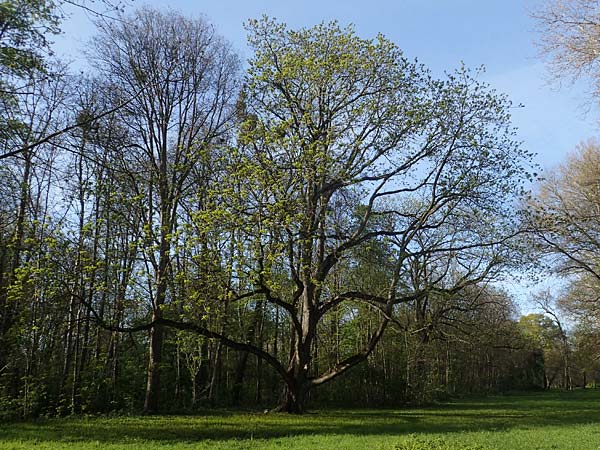 Juglans cinerea / Butter Nut, White Walnut, D Mannheim 22.4.2021