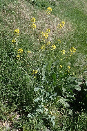 Brassica napus, Raps Brassica napus, Raps