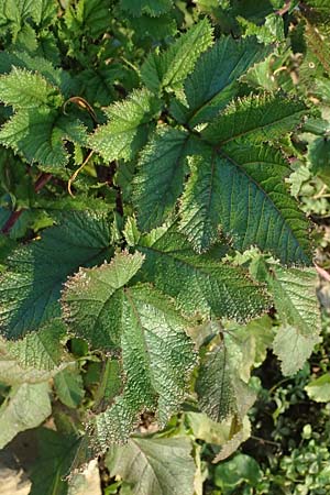 Brassica nigra \ Schwarzer Senf / Black Mustard, D Mannheim 27.10.2024