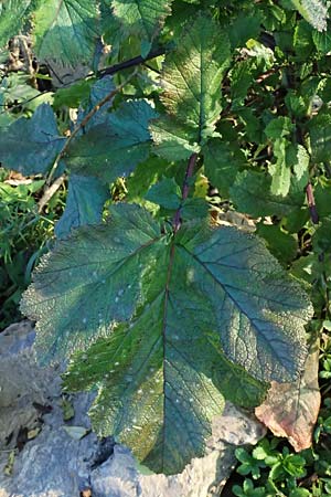 Brassica nigra \ Schwarzer Senf / Black Mustard, D Mannheim 27.10.2024