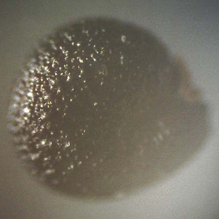 Portulaca papillatostellulata \ Papillenfr&uuml;chtiger Portulak / Papilla-Fruited Purslane, D Bochum 6.10.2018