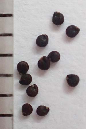 Portulaca papillatostellulata \ Papillenfr&uuml;chtiger Portulak / Papilla-Fruited Purslane, D Bochum 24.1.2019