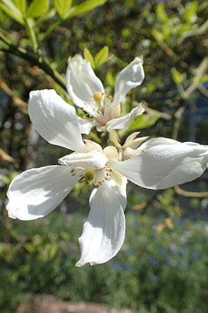 Citrus trifoliata \ Bitterorange, Dreiblatt-Zitrone / Japanese Bitter Orange, Trifoliate Orange, D Frankfurt Palmengarten 21.4.2019