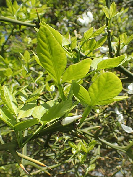 Citrus trifoliata \ Bitterorange, Dreiblatt-Zitrone / Japanese Bitter Orange, Trifoliate Orange, D Frankfurt Palmengarten 21.4.2019