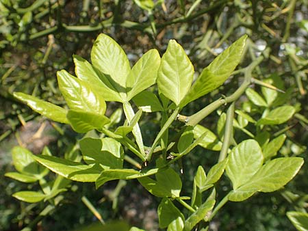 Citrus trifoliata \ Bitterorange, Dreiblatt-Zitrone / Japanese Bitter Orange, Trifoliate Orange, D Frankfurt Palmengarten 21.4.2019