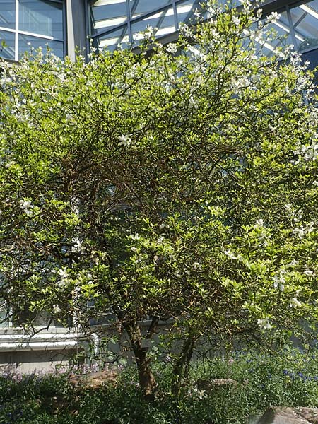 Citrus trifoliata \ Bitterorange, Dreiblatt-Zitrone / Japanese Bitter Orange, Trifoliate Orange, D Frankfurt Palmengarten 21.4.2019