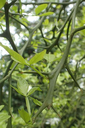 Citrus trifoliata \ Bitterorange, Dreiblatt-Zitrone / Japanese Bitter Orange, Trifoliate Orange, D Weinheim an der Bergstra&szlig;e, Schlosspark 29.4.2019