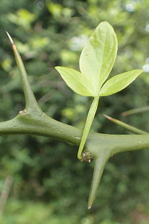 Citrus trifoliata \ Bitterorange, Dreiblatt-Zitrone / Japanese Bitter Orange, Trifoliate Orange, D Weinheim an der Bergstra&szlig;e, Schlosspark 29.4.2019