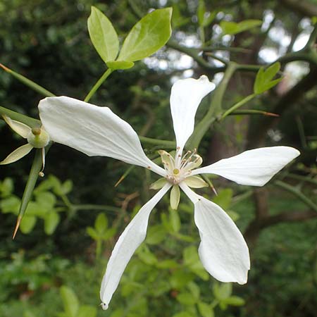 Citrus trifoliata \ Bitterorange, Dreiblatt-Zitrone / Japanese Bitter Orange, Trifoliate Orange, D Weinheim an der Bergstra&szlig;e, Schlosspark 29.4.2019
