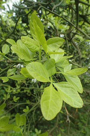 Citrus trifoliata \ Bitterorange, Dreiblatt-Zitrone / Japanese Bitter Orange, Trifoliate Orange, D Weinheim an der Bergstra&szlig;e, Schlosspark 29.4.2019