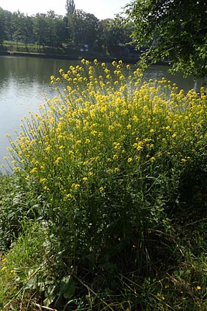 Bunias orientalis \ Orientalisches Zackensch�tchen / Warty Cabbage, D Duisburg 23.5.2019