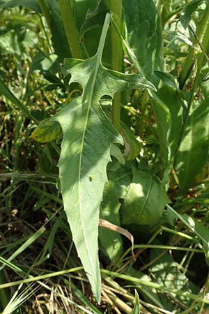 Bunias orientalis \ Orientalisches Zackensch�tchen / Warty Cabbage, D Duisburg 23.5.2019