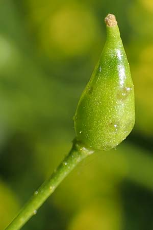 Bunias orientalis \ Orientalisches Zackensch�tchen / Warty Cabbage, D Duisburg 23.5.2019