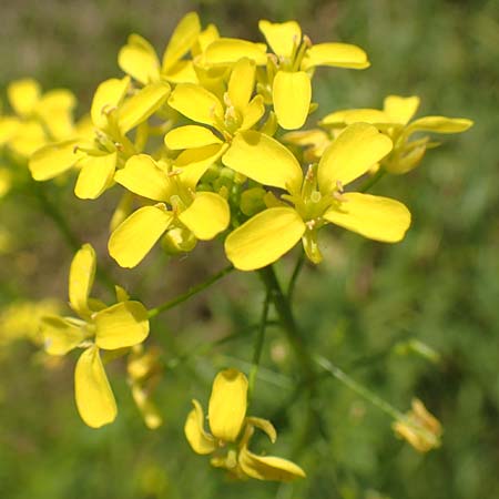 Bunias orientalis \ Orientalisches Zackensch�tchen / Warty Cabbage, D Duisburg 23.5.2019