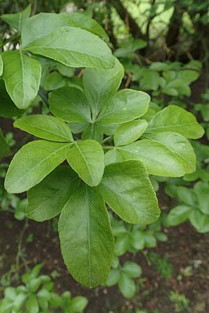 Citrus trifoliata \ Bitterorange, Dreiblatt-Zitrone / Japanese Bitter Orange, Trifoliate Orange, D Botan. Gar. Krefeld 13.6.2019