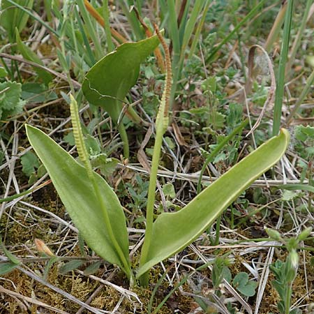 Ophioglossum vulgatum \ Gemeine Natternzunge / Adder's-Tongue, D Iffezheim 22.5.2020