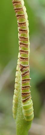 Ophioglossum vulgatum \ Gemeine Natternzunge / Adder's-Tongue, D Iffezheim 22.5.2020