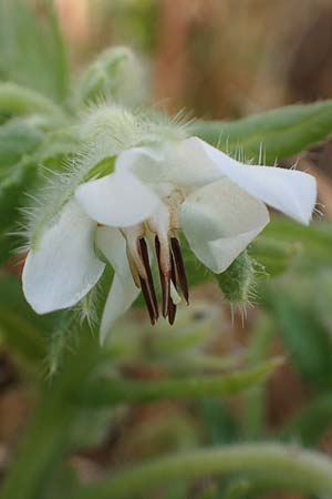 Borago officinalis \ Boretsch / Borago, D Neulu&szlig;heim 22.9.2021