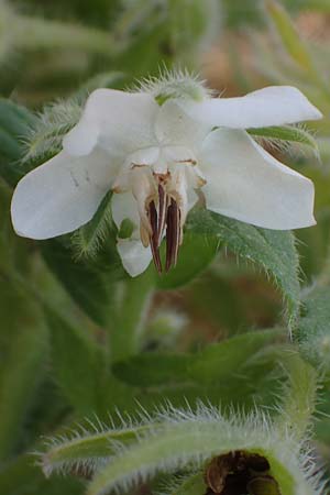 Borago officinalis \ Boretsch / Borago, D Neulu&szlig;heim 22.9.2021