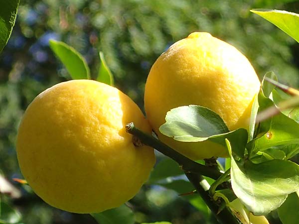Citrus trifoliata \ Bitterorange, Dreiblatt-Zitrone / Japanese Bitter Orange, Trifoliate Orange, D Weinheim an der Bergstra&szlig;e, Schlosspark 6.11.2022