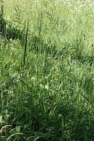Brachypodium pinnatum \ Gefiederte Zwenke / Tor Grass, Heath False Brome, D Weinheim an der Bergstra&szlig;e 3.6.2018