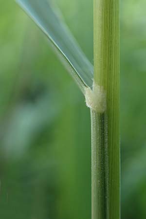 Brachypodium pinnatum \ Gefiederte Zwenke / Tor Grass, Heath False Brome, D Weinheim an der Bergstra&szlig;e 3.6.2018