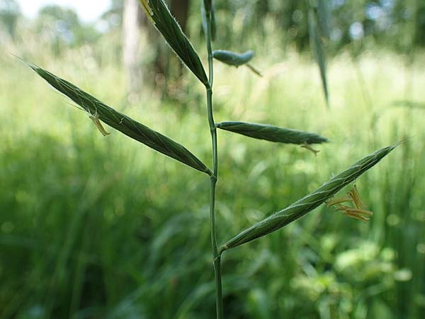 Brachypodium pinnatum \ Gefiederte Zwenke / Tor Grass, Heath False Brome, D Weinheim an der Bergstra&szlig;e 3.6.2018
