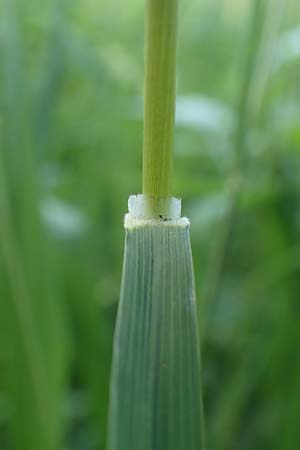Brachypodium pinnatum \ Gefiederte Zwenke / Tor Grass, Heath False Brome, D Weinheim an der Bergstra&szlig;e 3.6.2018