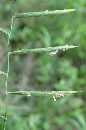 Brachypodium pinnatum \ Gefiederte Zwenke / Tor Grass, Heath False Brome, D Neuburgweier 5.6.2018