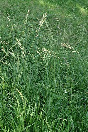 Brachypodium pinnatum \ Gefiederte Zwenke / Tor Grass, Heath False Brome, D Neuburgweier 5.6.2018