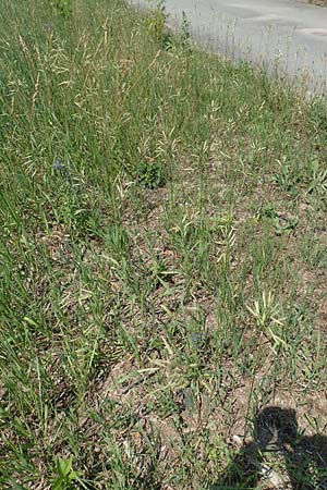 Brachypodium pinnatum \ Gefiederte Zwenke / Tor Grass, Heath False Brome, D Mannheim 9.6.2018