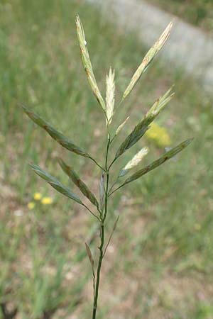 Brachypodium pinnatum \ Gefiederte Zwenke / Tor Grass, Heath False Brome, D Mannheim 9.6.2018