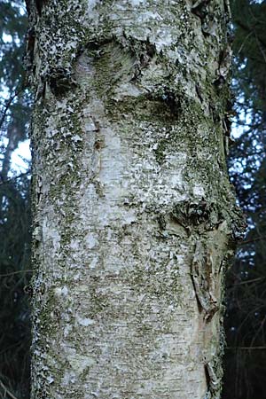 Betula pubescens \ Moor-Birke, Flaum-Birke / Downy Birch, D Odenwald, Grasellenbach 24.2.2019