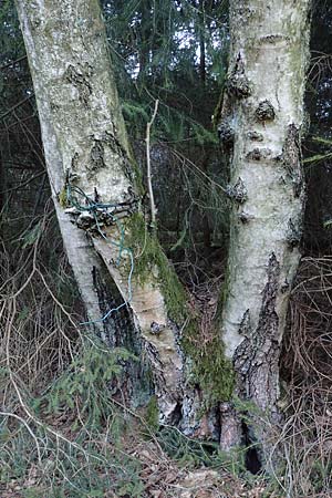 Betula pubescens \ Moor-Birke, Flaum-Birke / Downy Birch, D Odenwald, Grasellenbach 24.2.2019