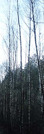 Betula pubescens \ Moor-Birke, Flaum-Birke / Downy Birch, D Odenwald, Grasellenbach 24.2.2019