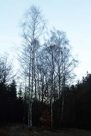 Betula pubescens \ Moor-Birke, Flaum-Birke / Downy Birch, D Odenwald, Grasellenbach 24.2.2019
