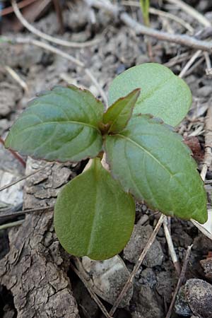 Impatiens parviflora \ Kleinbl�tiges Springkraut / Small Balsam, D Weinheim an der Bergstra&szlig;e 31.3.2020