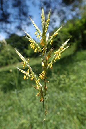 Brachypodium pinnatum \ Gefiederte Zwenke / Tor Grass, Heath False Brome, D Bruchsal 27.5.2020
