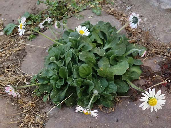 Bellis perennis \ G�nsebl�mchen, Tausendsch�n / Common Daisy, D Dilsberg 6.4.2025
