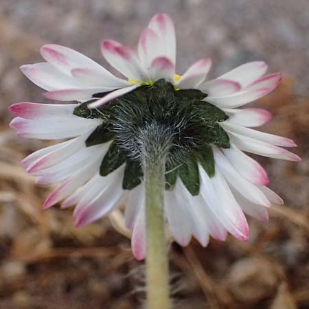 Bellis perennis \ G�nsebl�mchen, Tausendsch�n / Common Daisy, D Dilsberg 6.4.2025
