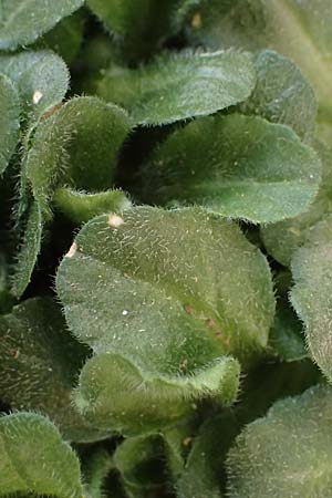 Bellis perennis \ G�nsebl�mchen, Tausendsch�n / Common Daisy, D Dilsberg 6.4.2025