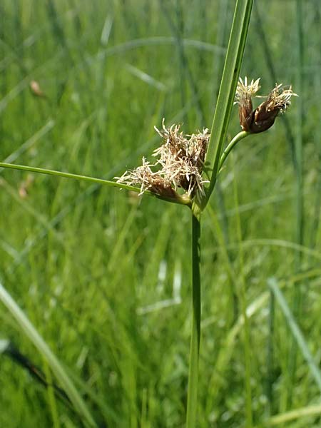 Bolboschoenus planiculmis \ Platthalm-Knollenbinse, D Mannheim 25.8.2025