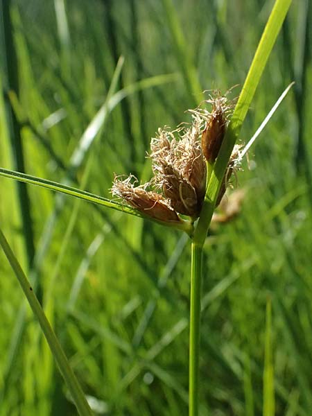 Bolboschoenus planiculmis \ Platthalm-Knollenbinse, D Mannheim 25.8.2025