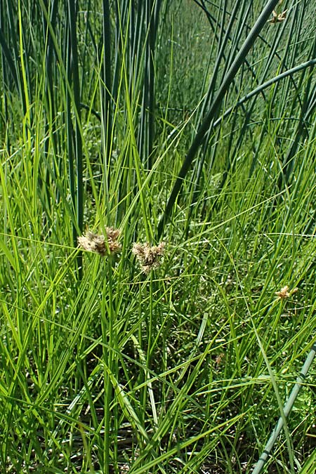 Bolboschoenus planiculmis \ Platthalm-Knollenbinse, D Mannheim 25.8.2025