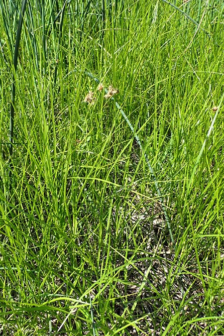 Bolboschoenus planiculmis \ Platthalm-Knollenbinse, D Mannheim 25.8.2025
