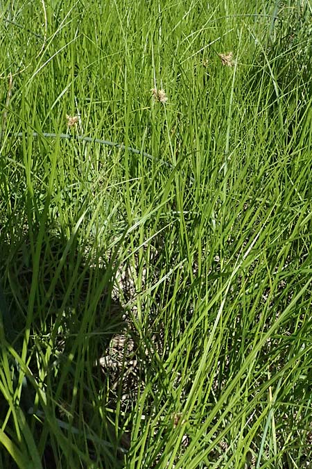 Bolboschoenus planiculmis \ Platthalm-Knollenbinse, D Mannheim 25.8.2025